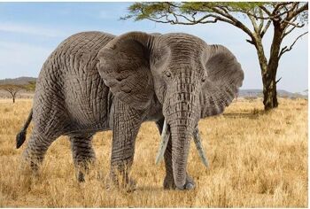 SCHLEICH - Wild Life - Éléphant d'Afrique femelle - réf :  14761 2