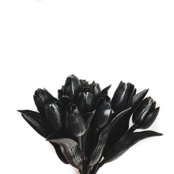HV 12 Tulipes Noires - 20x40 cm - Polysterène 3