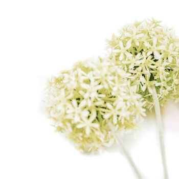 Branche d'Allium HV - Blanc/Vert - 20x65cm - Polysterène 2