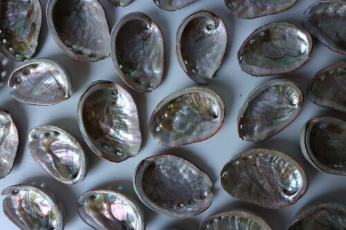 Abalone shell - Medium