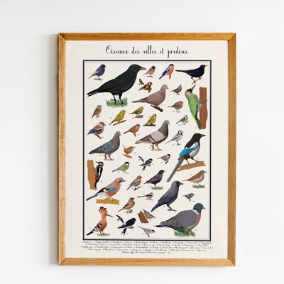 Gartenvögel Poster