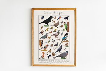 Affiche oiseaux des jardins 1