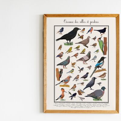 Poster di uccelli da giardino