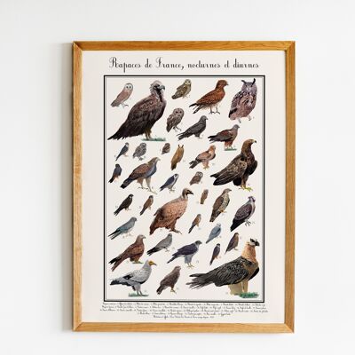 Scientific poster Raptors of France