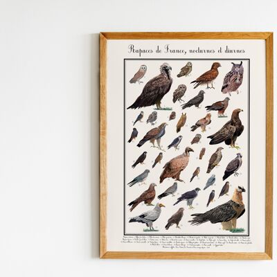 Wissenschaftliches Poster Raptors of France