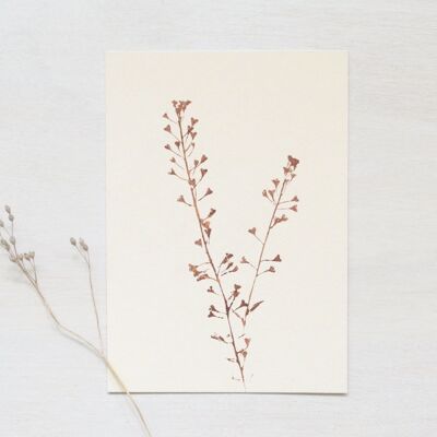 Capselle • kleines Poster • Pflanzen-Fußabdruck Kupfer