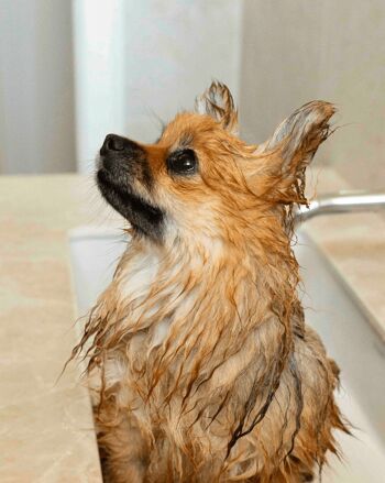 Shampoing pour chiens peaux sensibles (grand) 4