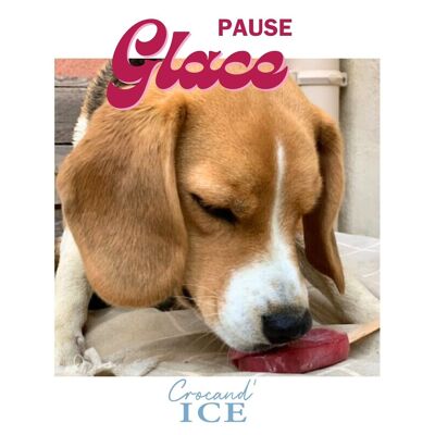 Glace pour chien COCO FRAMBOISE