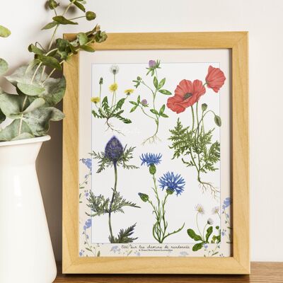 Field flowers poster "Summer on the hiking trails" - Limited edition