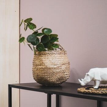 HV Plante Long Buisson - Eucalyptus - 10x16x65cm 5