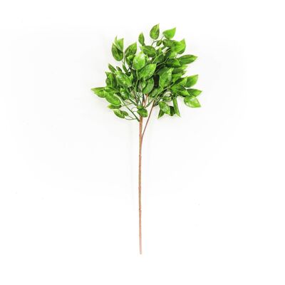Ficus a cespuglio lungo HV - 10x20x60cm