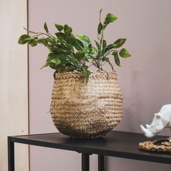 HV Plant Long Buisson Ficus - 10x20x60cm 5