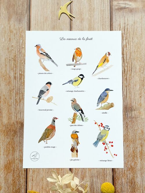 Affiche A4 aquarelle Les oiseaux de la forêt