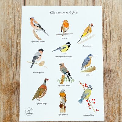 Poster ad acquerello A4 Uccelli della foresta