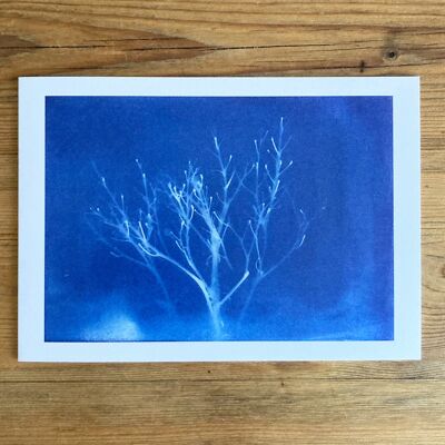Tarjeta de felicitación botánica azul 'Sea Kale' Derek Jarman