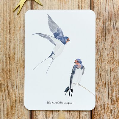 A6 postcard duo of swallows - with envelope