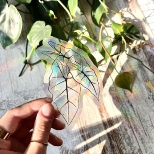 Sun Catcher Sticker, Lichtbrecher aufkleber, Alocasia Frydek, Illustration botanisch