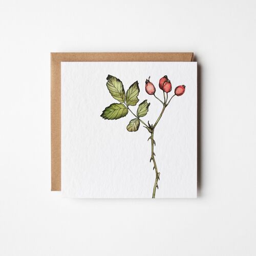 Rosehip Greeting Card - Bundle of Six