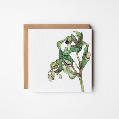 Hellebore Greeting Card - Bundle of Six