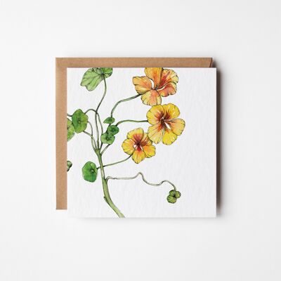 Nasturtium Greeting Card - Bundle of Six