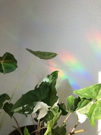 Sun Catcher Sticker Illustration Dessin Monstera Alocasia Pilea Lightbreaker Rainbow 2