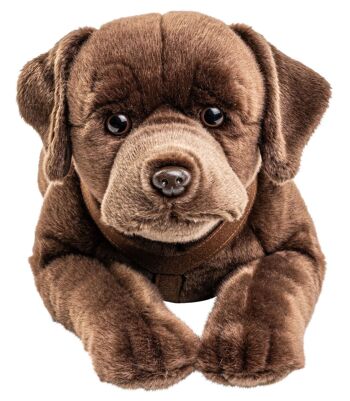 Labrador, couché, avec harnais (marron) - 60 cm (longueur) - Mots clés : chien, animal de compagnie, peluche, peluche, peluche, peluche 2