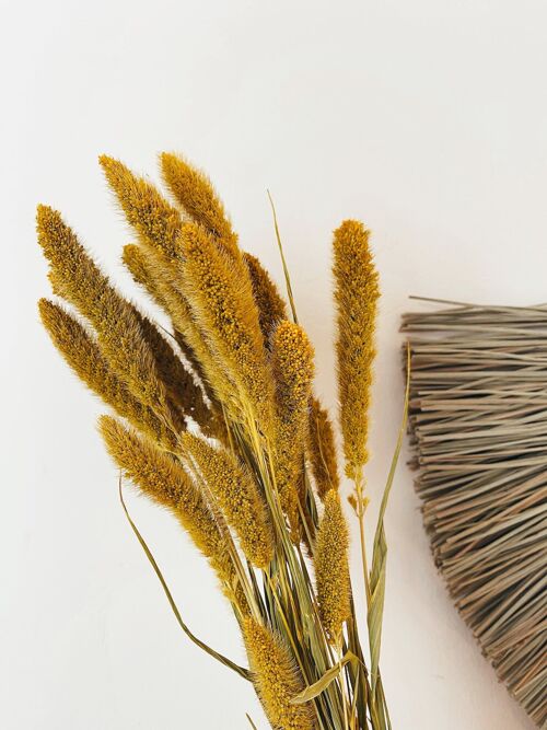 Setaria Yellow Dried Flowers