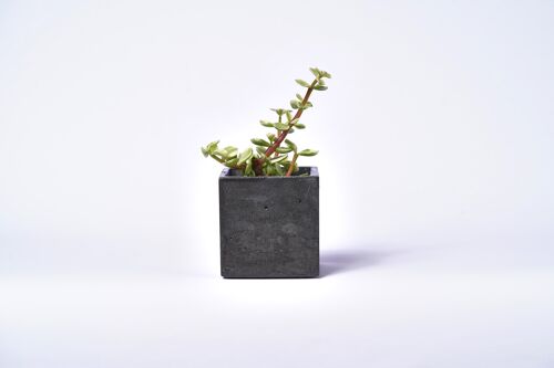 Pot en béton pour plante d'intérieur - Béton Anthracite