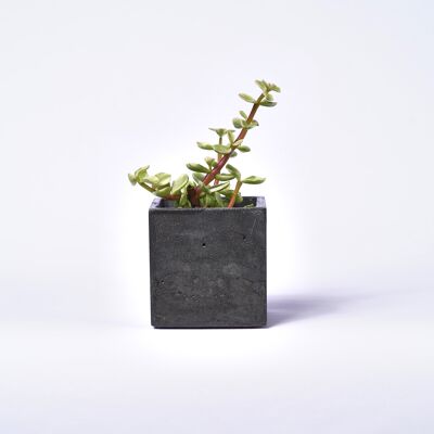 Concrete pot for indoor plant - Anthracite Concrete