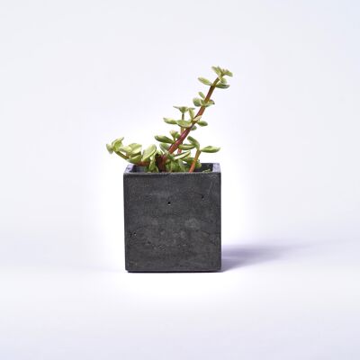 Pot en béton pour plante d'intérieur - Béton Anthracite