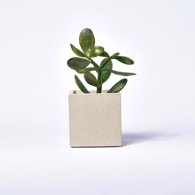 Macetero de hormigón para planta de interior - Concrete Beige