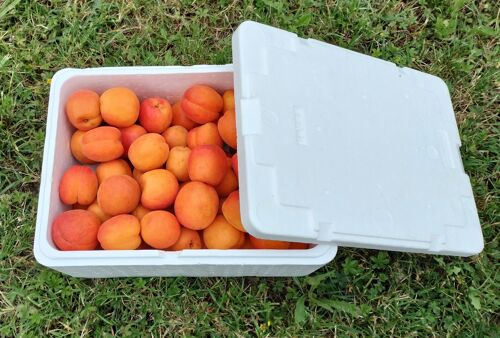 Abricots 6kg