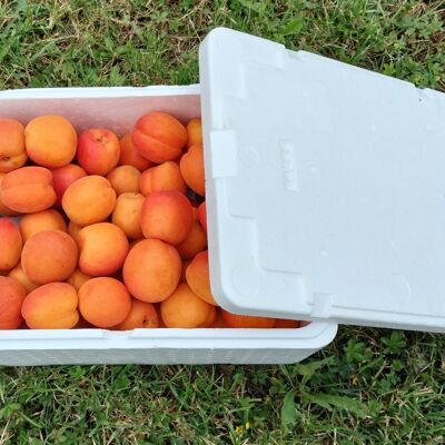 Apricots 6kg