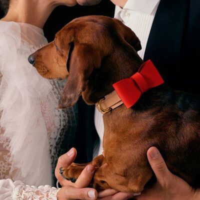 Dog Bowtie Accessory Red