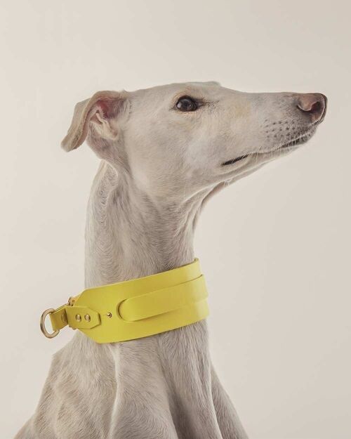 Collar Galgo · Amarillo