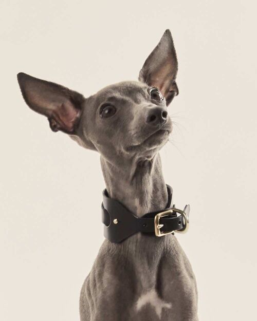 Collar Galgo italiano/Whippet · Negro