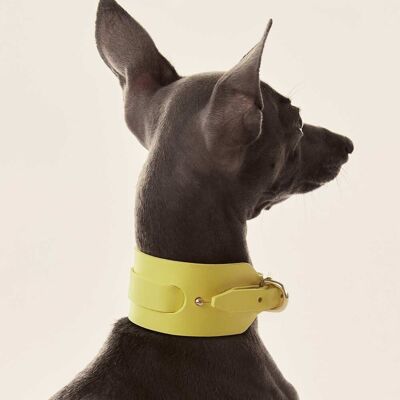 Italian Greyhound/Whippet Collar Yellow