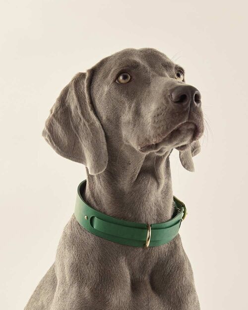 Collar Perro · Verde