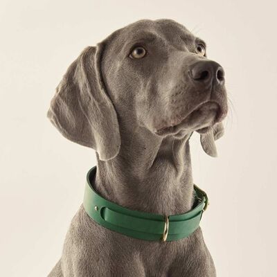 Dog Collar Green