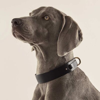 Collar Perro · Negro