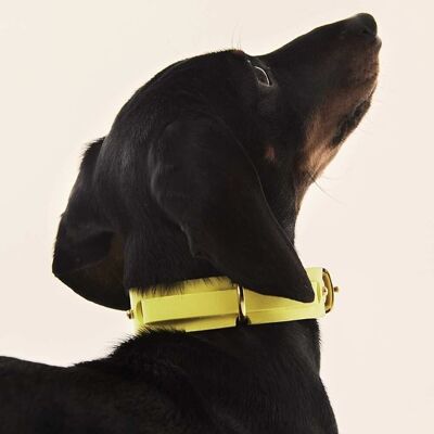 Dog Collar Yellow