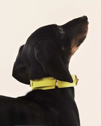 Collier pour chien Jaune 1