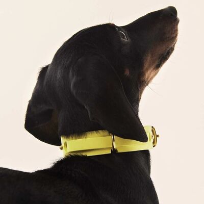 Collier pour chien Jaune