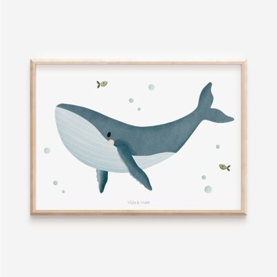Póster de ballenas - Ballena jorobada de animales marinos