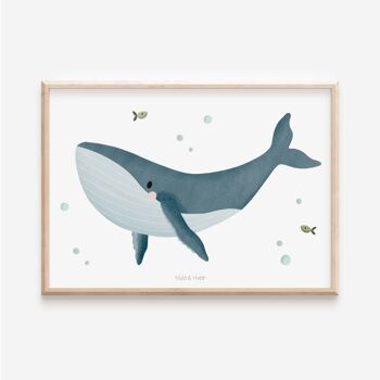 Affiche Baleine - Baleine à Bosse Animaux Marins 1