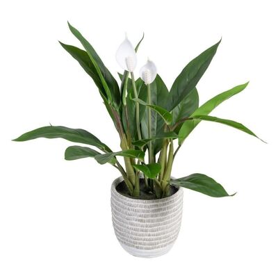 GREEN CALA POT "PVC" CT605454