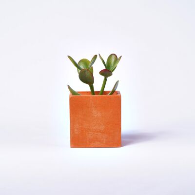 Concrete pot for indoor plant - Concrete Orange