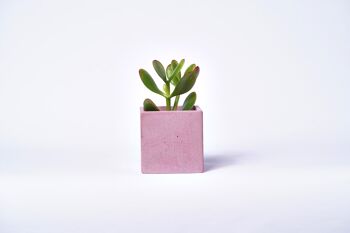 Pot en béton pour plante d'intérieur - Béton Rose Pastel 1