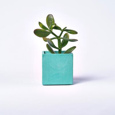 Pot en béton pour plante d'intérieur - Béton Turquoise