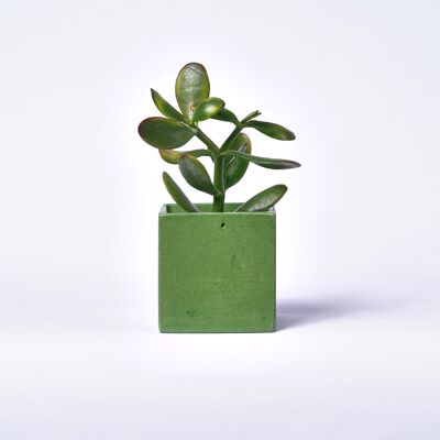 Concrete pot for indoor plant - Béton Vert